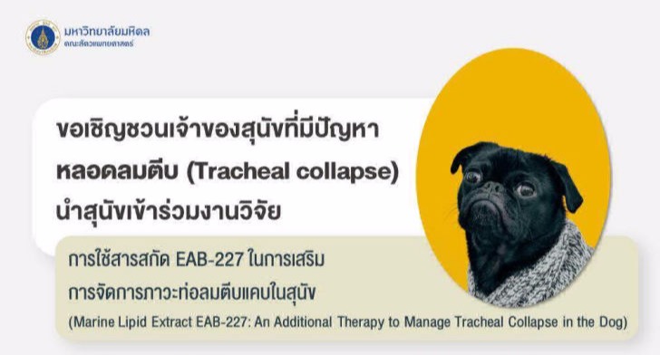 นำสุนัขเข้าร่วมงานวิจัย