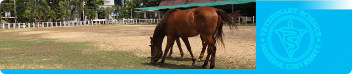 HorseTherapy